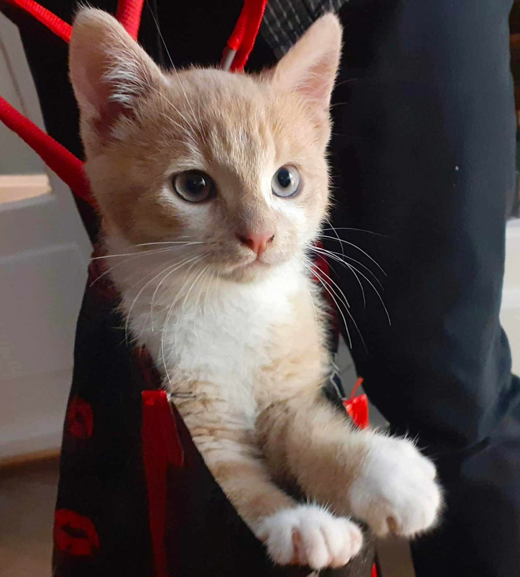 Valerie Chotard a rejoint le concours — aidez-le/la à gagner de superbes lots ! kitten, cat, pet, animal, cute, fur, whiskers, paws, bag, indoor, curious, closeup, young, small, fluffy, light_brown, white, eyes, adorable, domestic