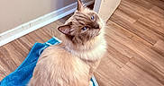 Stevie is registered to the contest to win money with this photo: cat, blue_eyes, fluffy, cream_color, towel, wooden_floor, door, indoor, pet, animal, curious, sitting, feline, whiskers, tail, flooring, home, looking_up, domestic, cute