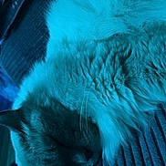Stevie joined the competition — help win amazing prizes! cat, sleeping, fluffy, fur, closeup, indoor, texture, blue_light, resting, pet, animal, cozy, relaxed, whiskers, soft, couch, domestic_cat, feline, quiet, peaceful