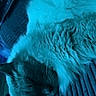 cat, sleeping, fluffy, fur, closeup, indoor, texture, blue_light, resting, pet, animal, cozy, relaxed, whiskers, soft, couch, domestic_cat, feline, quiet, peaceful