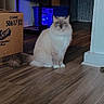 Stevie joined the competition — help win amazing prizes! cat, blue_eyes, fluffy, sitting, wooden_floor, cardboard_box, storage_shelves, indoor, pet, animal, fur, tail, household, domestic, quiet, calm, light, shadow, room, flooring