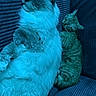 Stevie is registered to the contest to win money with this photo: cat, cats, feline, pet, fluffy, striped, couch, corduroy, indoor, relaxed, sleepy, pair, animal, fur, whiskers, resting, closeup, domestic, companion, blue_filter