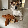 Maya a rejoint le concours — aidez-le/la à gagner de superbes lots ! dog, bed, plush_toy, monkey_toy, indoor, pet, animal, white, brown, fur, looking, resting, cozy, room, door, floor, carpet, toy, cute, domestic