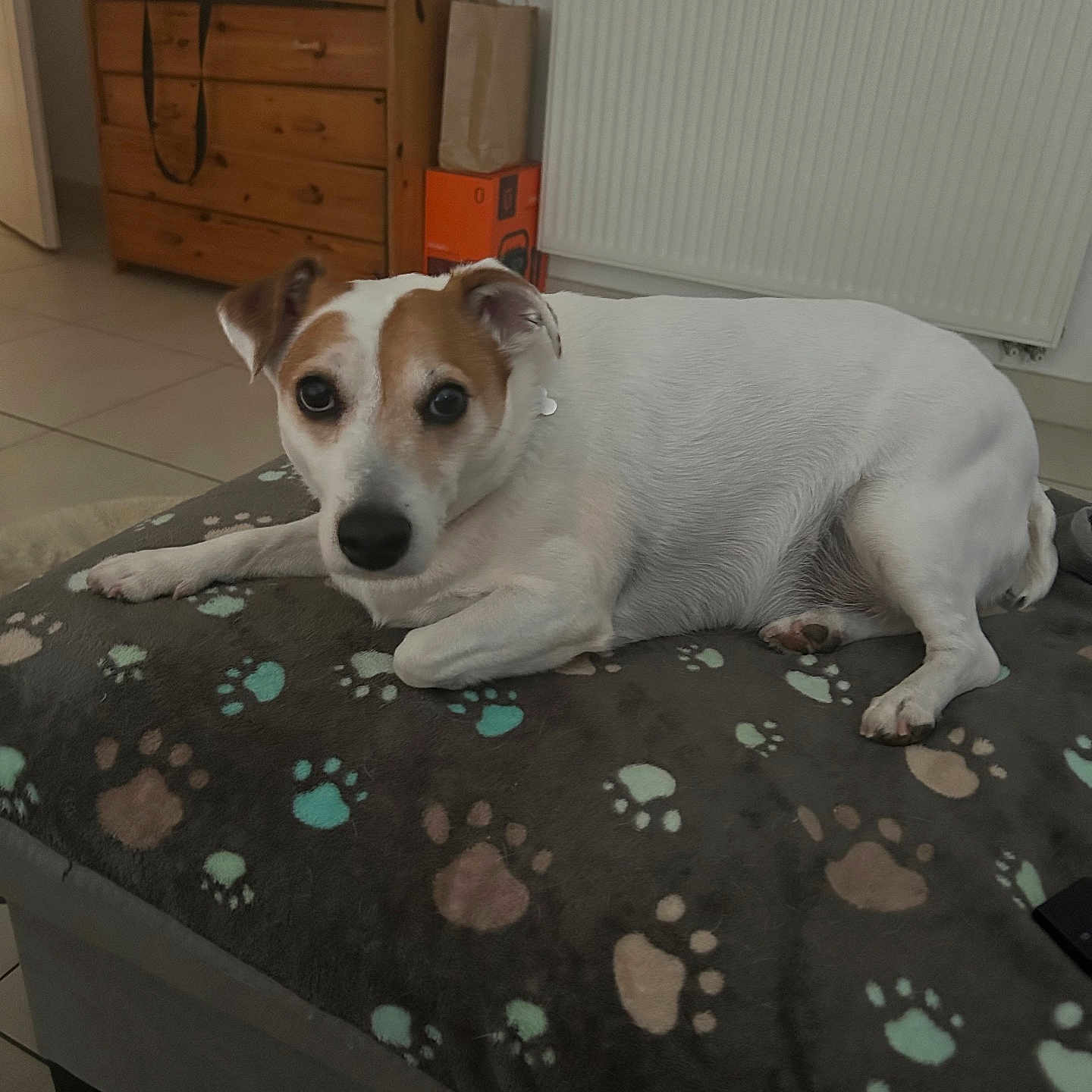 Maya