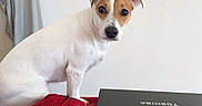 Maya a rejoint le concours — aidez-le/la à gagner de superbes lots ! dog, white_dog, brown_patch, couch, red_couch, blanket, gray_blanket, laptop, toshiba_laptop, indoor, pet, curious, looking_back, wall, home, furniture, cozy, resting, domestic, animal