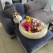 Maya participe au concours pour gagner de l'argent avec cette photo : dog, stuffed_toys, pet_bed, armchair, couch, kitchen, washing_machine, oven, refrigerator, tile_floor, pillow, window, curtain, indoor, home, small_dog, plush_toys, modern_interior, cozy, natural_light