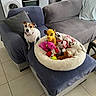 dog, stuffed_toys, pet_bed, armchair, couch, kitchen, washing_machine, oven, refrigerator, tile_floor, pillow, window, curtain, indoor, home, small_dog, plush_toys, modern_interior, cozy, natural_light