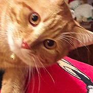 Nougat participe au concours pour gagner de l'argent avec cette photo : cat, orange_tabby, close_up, curious, indoor, pet, whiskers, head_tilt, red_blanket, cartoon_character, fur, animal, cute, domestic_cat, eyes, face, paw, collar, feline, background