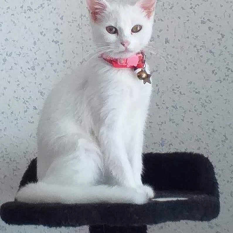 Plume participe au concours pour gagner de l'argent avec cette photo : animal, bell, cat, cat_tree, close_up, collar, cute, domestic_animal, feline, fur, furry, indoor, looking, pet, portrait, resting, sitting, wallpaper, white_cat, young_cat