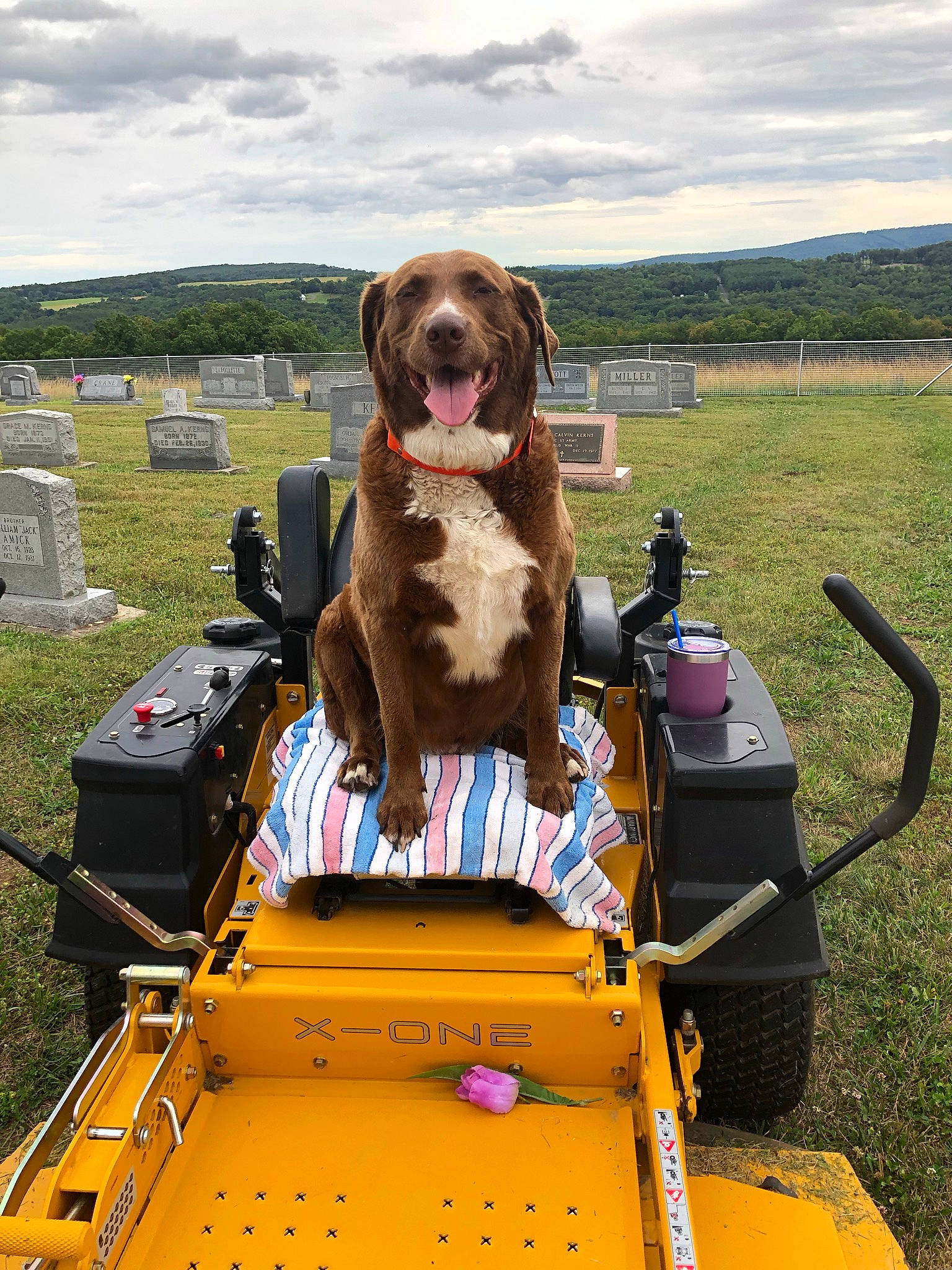 Rocko is registered to the contest to win money with this photo: auto_part, automotive_exterior, carnivore, cloud, companion_dog, dog, dog_breed, fawn, grass, grassland, grave, gun_dog, hood, landscape, liver, motor_vehicle, sky, sporting_group, vehicle, working_animal