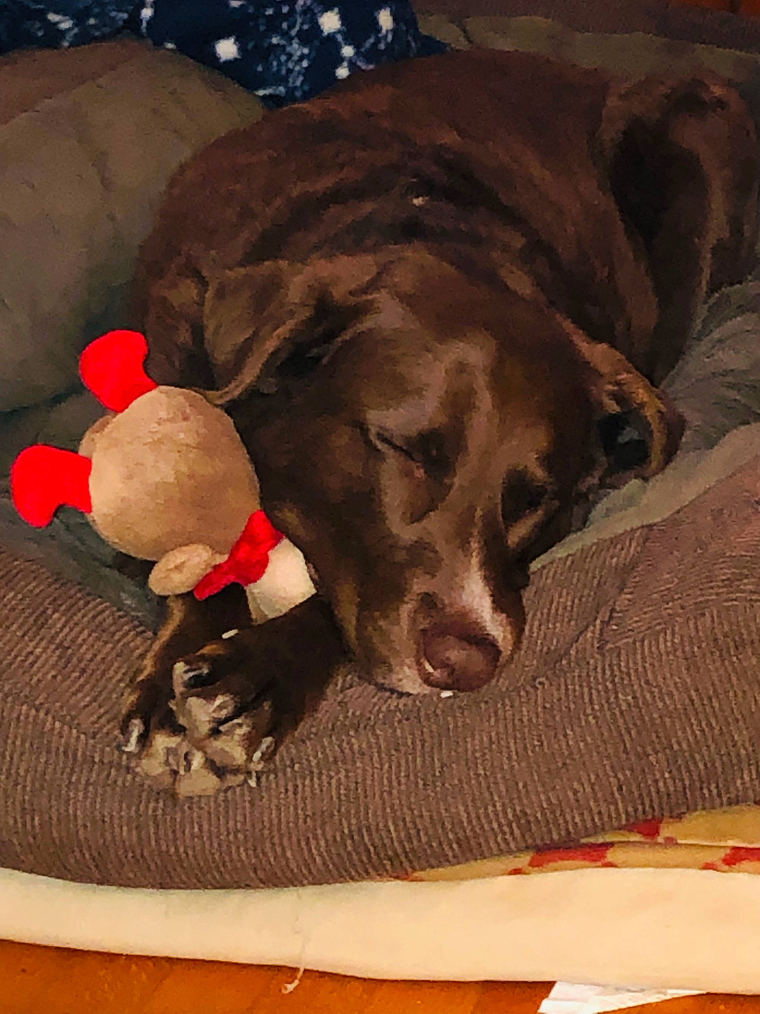 Rocko is registered to the contest to win money with this photo: canidae, carnivore, collar, comfort, companion_dog, dog, dog_breed, dog_collar, dog_supply, fawn, fur, gun_dog, linens, liver, pet_supply, pointing_breed, retriever, snout, sporting_group, working_animal