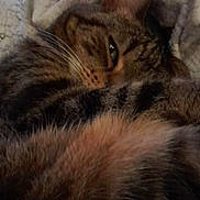 Hippie participe au concours pour gagner de l'argent avec cette photo : animal, blanket, cat, close_up, cozy, cute, domestic, ear, eye, feline, fur, indoor, pet, relaxed, resting, sleeping, soft, tabby, warm, whiskers