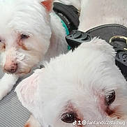 Brady Et Bianca a rejoint le concours — aidez-le/la à gagner de superbes lots ! accessories, animal, belt, bulldog, canine, cat, couch, cushion, dog, eskimodog, furniture, homedecor, person, pet, poodle, puppy, sleeping, snout, terrier, whitedog