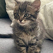 Apy a rejoint le concours — aidez-le/la à gagner de superbes lots ! kitten, cat, tabby, feline, pet, animal, cute, fluffy, whiskers, ears, paws, indoor, soft, gray, curious, young, sitting, cozy, cushion, fur