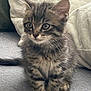 kitten, cat, tabby, feline, pet, animal, cute, fluffy, whiskers, ears, paws, indoor, soft, gray, curious, young, sitting, cozy, cushion, fur