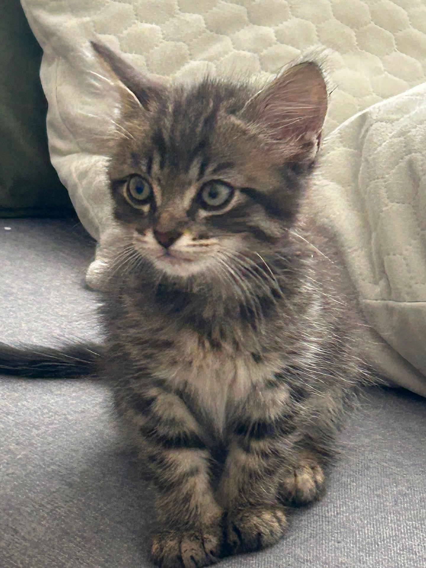 Apy a rejoint le concours — aidez-le/la à gagner de superbes lots ! kitten, cat, tabby, feline, pet, animal, cute, fluffy, whiskers, ears, paws, indoor, soft, gray, curious, young, sitting, cozy, cushion, fur