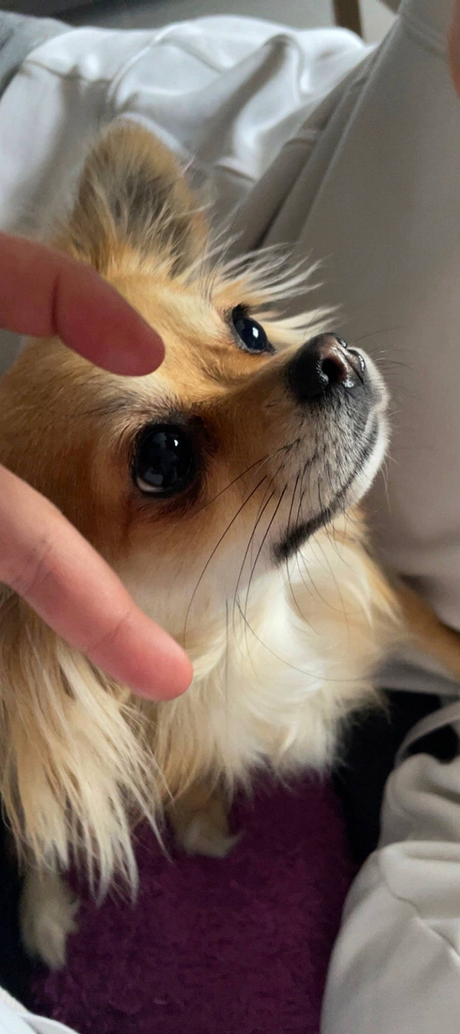 Saïka participe au concours pour gagner de l'argent avec cette photo : carnivore, close_up, companion_dog, dog, dog_breed, ear, eye, eyebrow, eyelash, fawn, german_spitz, gesture, hair, head, iris, nose, snout, toy_dog, whiskers, working_animal