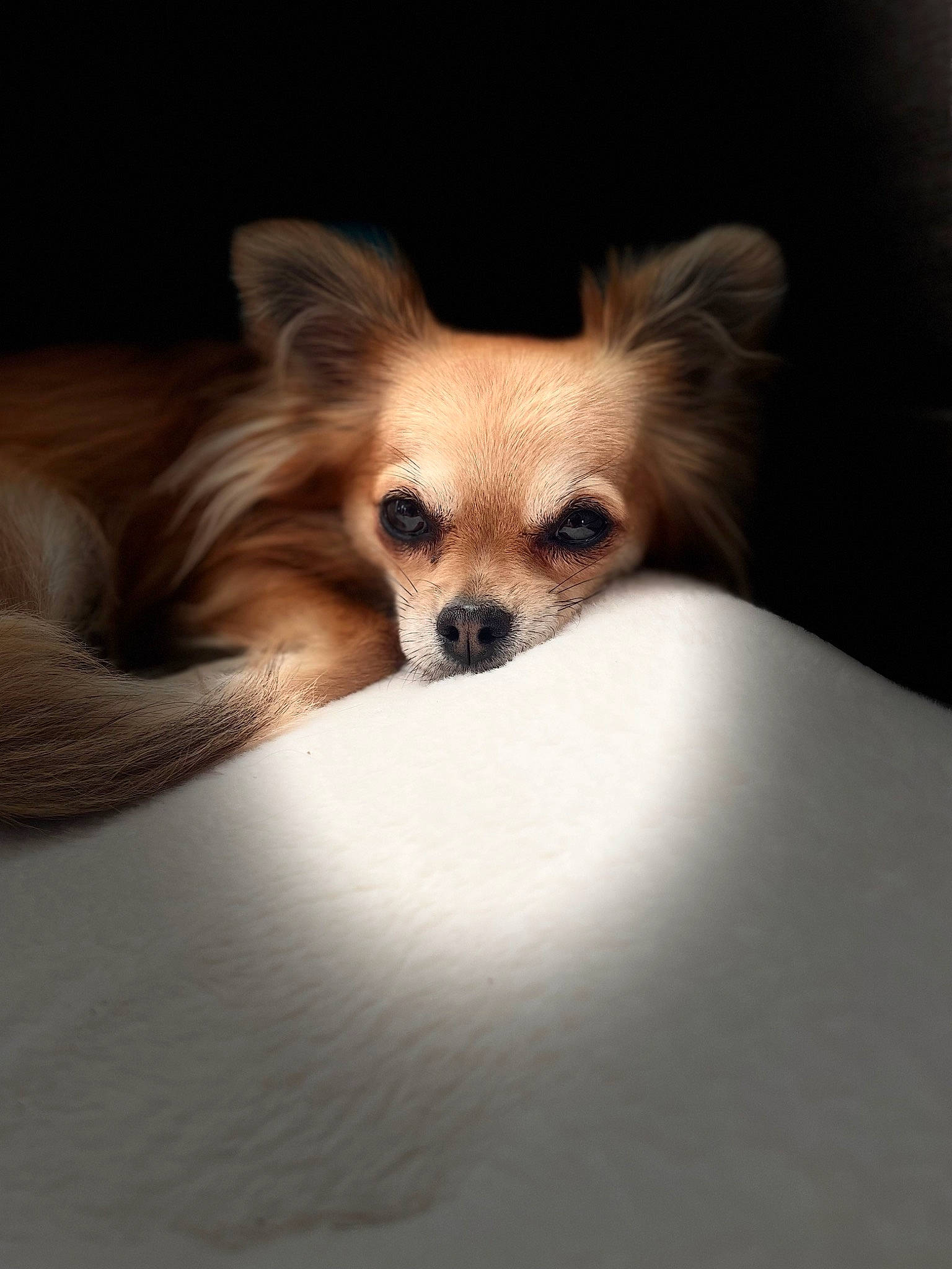 Saïka participe au concours pour gagner de l'argent avec cette photo : bed, canidae, carnivore, comfort, companion_dog, corgi_chihuahua, dog, dog_breed, dog_supply, ear, fawn, fur, liver, puppy, snout, sporting_group, tibetan_spaniel, toy_dog, whiskers, wildlife