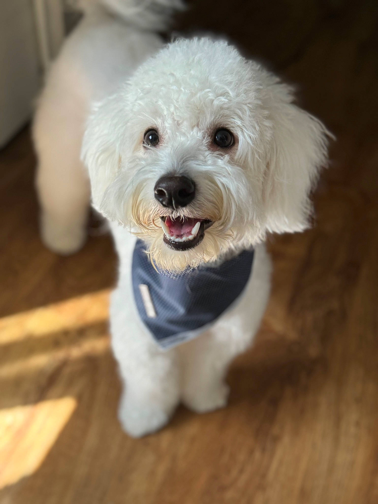 Hachi joined the competition — help win amazing prizes! canidae, carnivore, companion_dog, dog, dog_breed, firefighter, flooring, fur, hardwood, labradoodle, maltepoo, small_terrier, smile, snout, sporting_group, terrier, toy_dog, water_dog, wood, working_animal