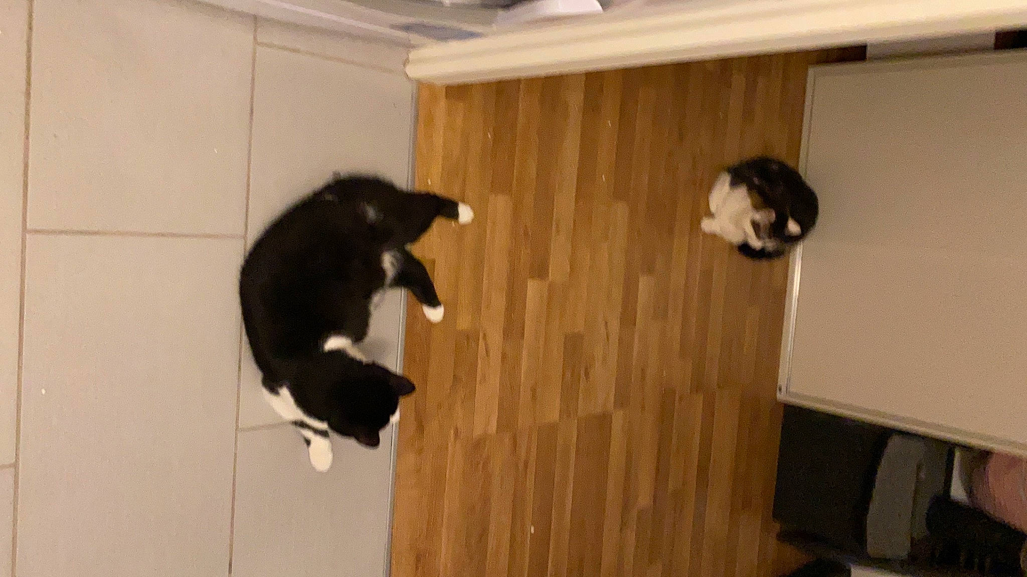 Albert a rejoint le concours — aidez-le/la à gagner de superbes lots ! black_cat, carnivore, cat, cat_supply, dog_breed, domestic_short_haired_cat, felidae, flooring, fur, hardwood, pet_supply, plywood, room, small_to_medium_sized_cats, tail, whiskers, wood, wood_stain