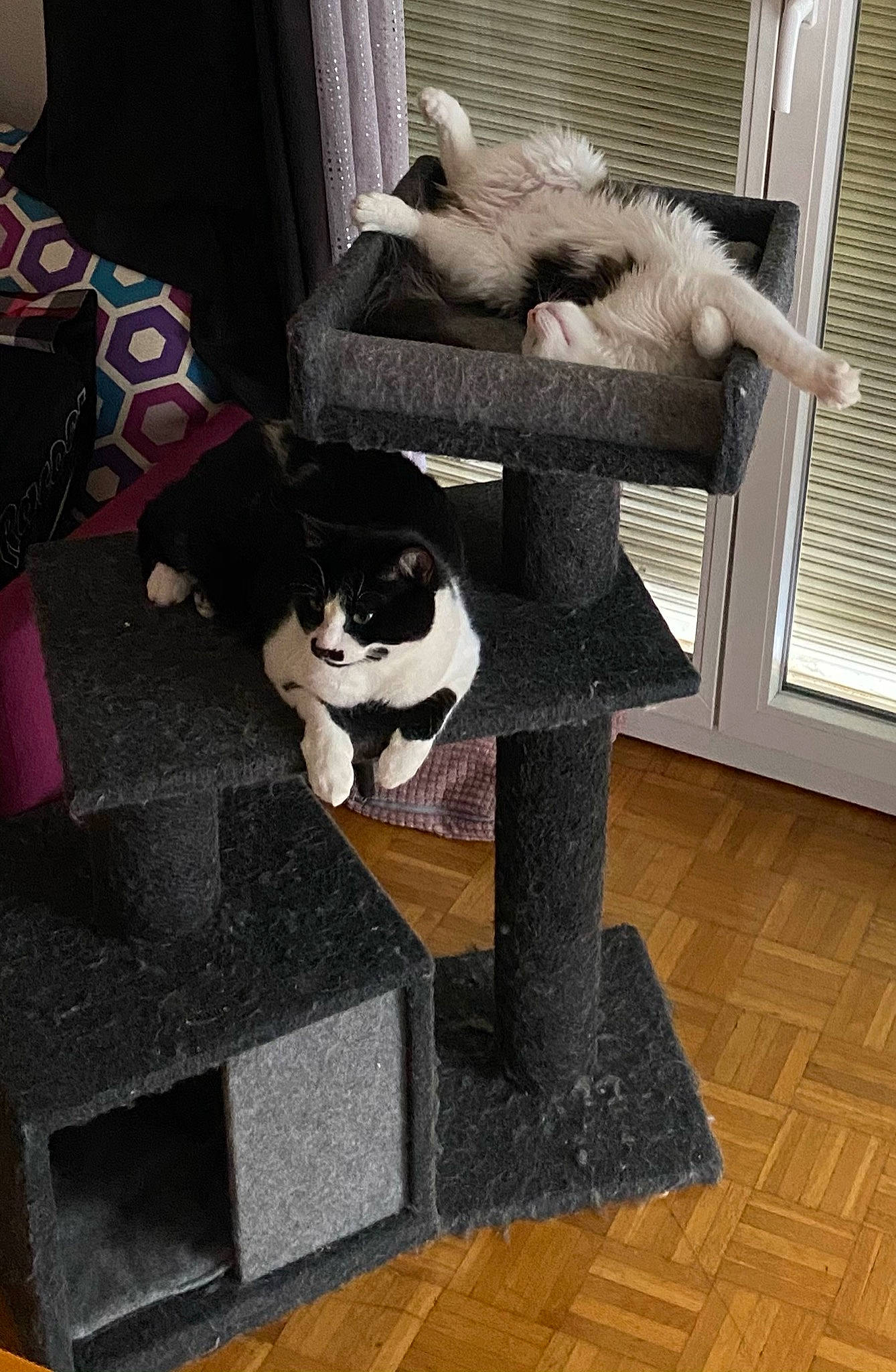 Albert participe au concours pour gagner de l'argent avec cette photo : carnivore, cat, cat_furniture, cat_supply, companion_dog, dog_breed, fawn, felidae, floor, flooring, fur, grey, hardwood, pet_supply, small_to_medium_sized_cats, tail, whiskers, window, window_blind, wood