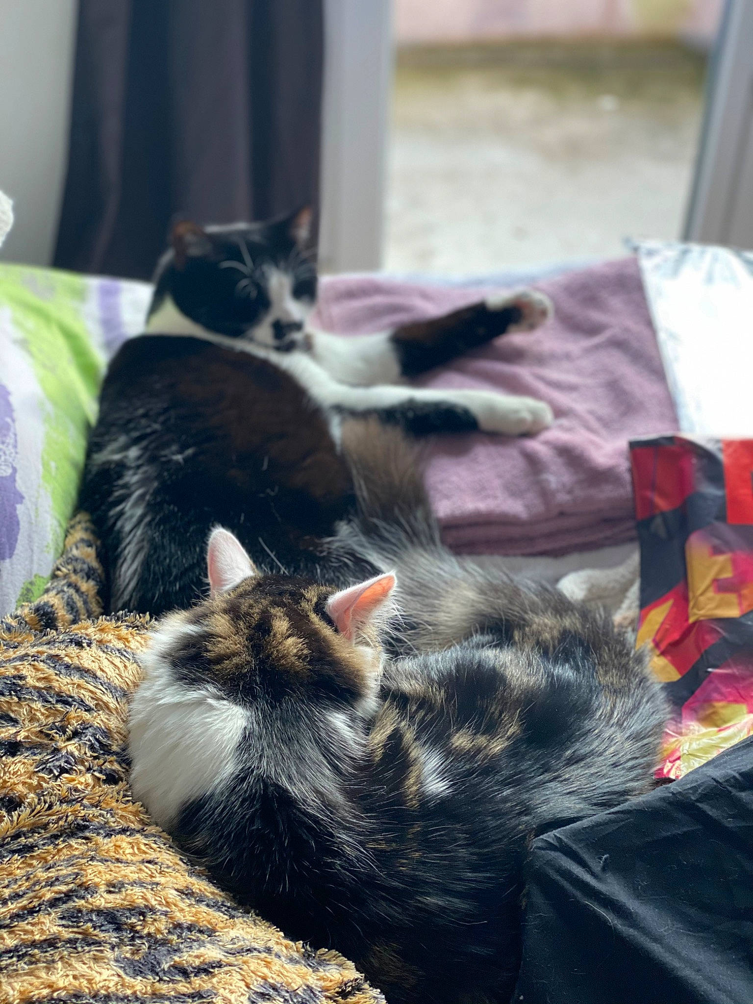 Albert participe au concours pour gagner de l'argent avec cette photo : black_cat, carnivore, cat, claw, comfort, domestic_short_haired_cat, felidae, fur, grass, grey, mammal, paw, small_to_medium_sized_cats, tail, vertebrate, whiskers