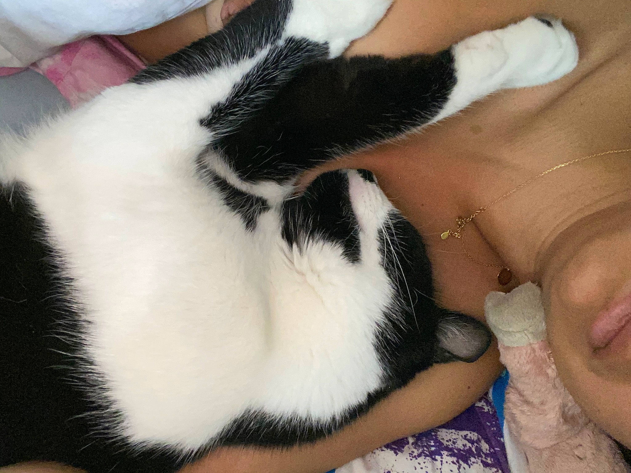 Albert participe au concours pour gagner de l'argent avec cette photo : carnivore, cat, comfort, companion_dog, dog_breed, eyelash, felidae, finger, foot, gesture, hand, human_leg, lap, nail, plant, small_to_medium_sized_cats, snout, tail, thigh, whiskers