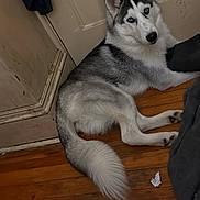 Jasper joined the competition — help win amazing prizes! dog, husky, blue_eyes, lying_down, wooden_floor, door, indoor, pet, fur, tail, ears, looking_at_camera, curious, animal, house, domestic, companion, canine, floor, resting