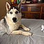 Jasper is registered to the contest to win money with this photo: dog, siberian_husky, blue_eyes, bed, indoor, furniture, wooden_dresser, pet, animal, fur, canine, resting, looking_at_camera, domestic, household, cozy, portrait, laying_down, cute, companion