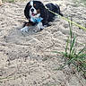 dog, cavalier_king_charles_spaniel, sand, outdoor, grass, leash, harness, pet, animal, canine, lying_down, nature, daylight, happy, tongue_out, fur, ears, playful, resting, smiling