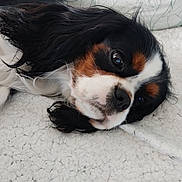 Azia participe au concours pour gagner de l'argent avec cette photo : dog, cavalier_king_charles_spaniel, lying_down, tricolor, black, white, brown, pet, cute, fur, ears, nose, eyes, blanket, cozy, indoor, resting, close_up, sleepy, companion