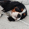Azia participe au concours pour gagner de l'argent avec cette photo : black, blanket, brown, cavalier_king_charles_spaniel, close_up, companion, cozy, cute, dog, ears, eyes, fur, indoor, lying_down, nose, pet, resting, sleepy, tricolor, white