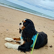 Azia participe au concours pour gagner de l'argent avec cette photo : animal, beach, black, canine, cavalier_king_charles_spaniel, cloudy_sky, coast, dog, harness, leash, nature, ocean, outdoor, pet, resting, sand, sea, shore, water, white