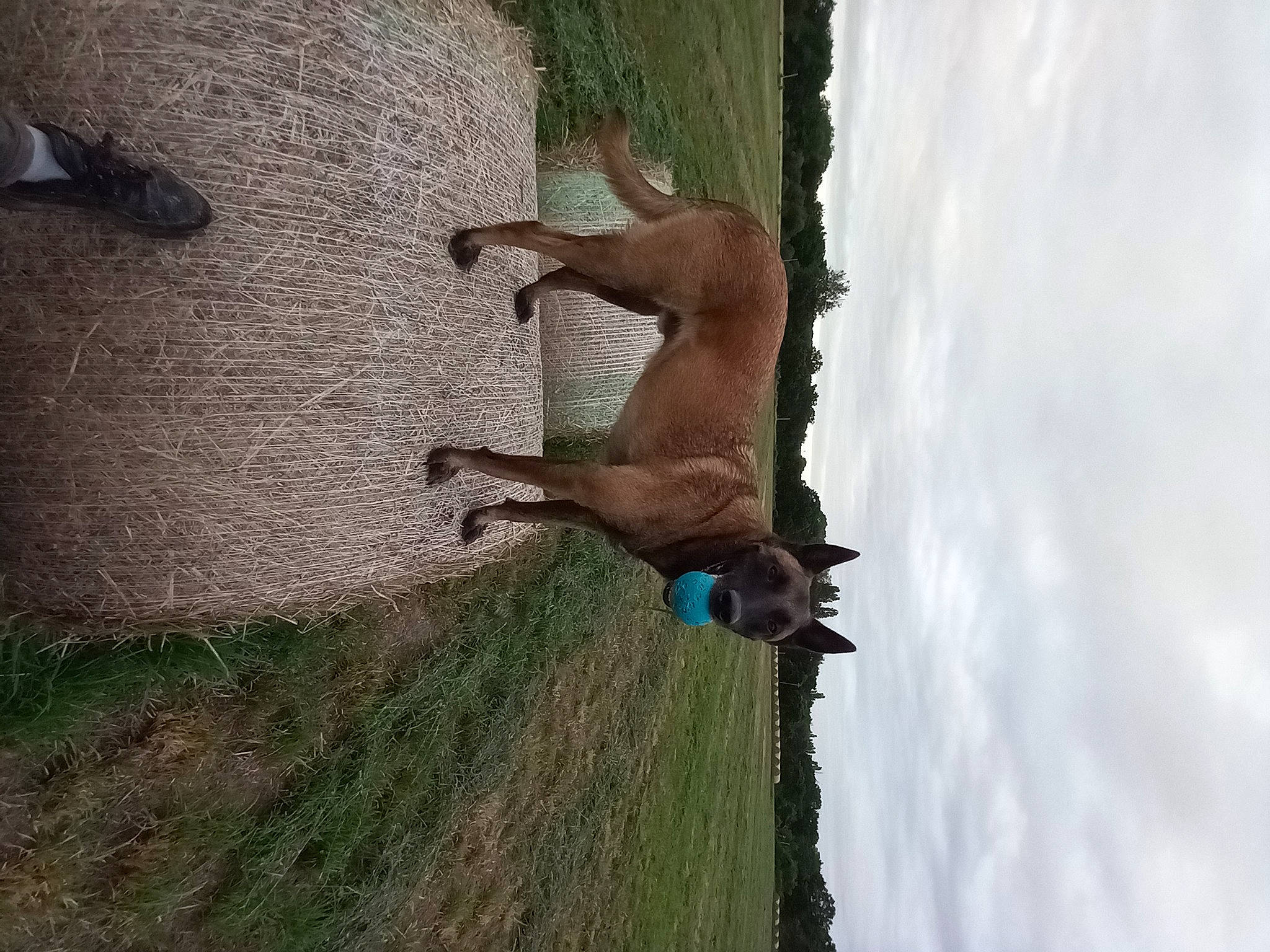 Jack participe au concours pour gagner de l'argent avec cette photo : art, canidae, cloud, dog_breed, fawn, grass, horse, landscape, plant, shadow, sky, sporting_group, stallion, tail, terrestrial_animal, tree, trunk, water, wildlife, wood