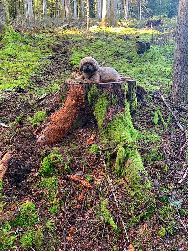 Rusty participe au concours pour gagner de l'argent avec cette photo : biome, deciduous, forest, grass, groundcover, jungle, landscape, natural_landscape, northern_hardwood_forest, old_growth_forest, plant, root, soil, temperate_broadleaf_and_mixed_forest, terrestrial_animal, terrestrial_plant, tree, trunk, wood, woodland