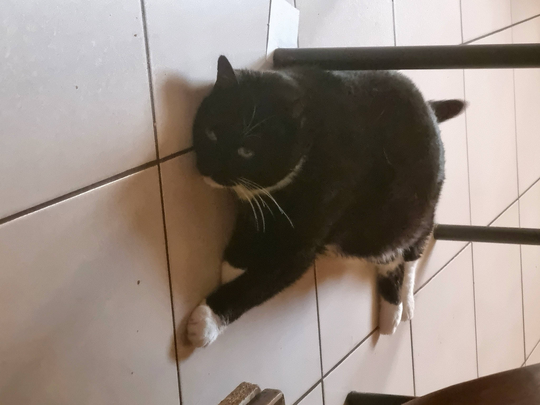 Tsuki participe au concours pour gagner de l'argent avec cette photo : black_cat, carnivore, cat, claw, domestic_short_haired_cat, felidae, floor, flooring, fur, hardwood, paw, room, small_to_medium_sized_cats, snout, tail, terrestrial_animal, tile, whiskers, wood