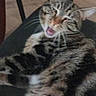 Soko a rejoint le concours — aidez-le/la à gagner de superbes lots ! animal, blurred, cat, chair, closeup, cute, domestic, floor, fur, furniture, home, indoor, mouth_open, pet, relaxed, resting, sleepy, striped, tabby, whiskers