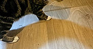 Soko a rejoint le concours — aidez-le/la à gagner de superbes lots ! animal, blurred, cat, curious, domestic, drying_rack, ears, feline, flooring, household, indoor, mammal, paw, pet, shadow, striped, tabby, walking, whiskers, wooden_floor