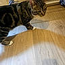animal, blurred, cat, curious, domestic, drying_rack, ears, feline, flooring, household, indoor, mammal, paw, pet, shadow, striped, tabby, walking, whiskers, wooden_floor