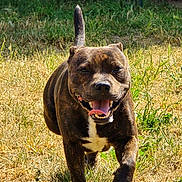Arthus participe au concours pour gagner de l'argent avec cette photo : dog, brindle_coat, running, grass, outdoor, sunlight, happy, pet, animal, tongue_out, canine, tail_up, nature, playful, daylight, mammal, friendly, energetic, field, walking