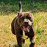 dog, brindle_coat, running, grass, outdoor, sunlight, happy, pet, animal, tongue_out, canine, tail_up, nature, playful, daylight, mammal, friendly, energetic, field, walking