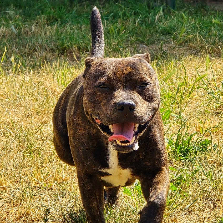 Arthus participe au concours pour gagner de l'argent avec cette photo : dog, brindle_coat, running, grass, outdoor, sunlight, happy, pet, animal, tongue_out, canine, tail_up, nature, playful, daylight, mammal, friendly, energetic, field, walking