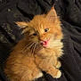 animal, blanket, cat, cute, domestic, ears, feline, fluffy, fur, indoor, kitten, meowing, orange_fur, pet, playful, small, soft, tongue, whiskers, young