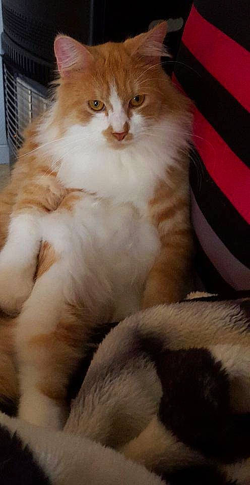 Garfield