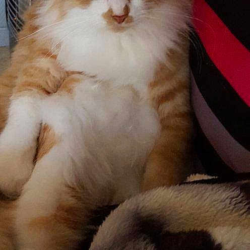 Garfield