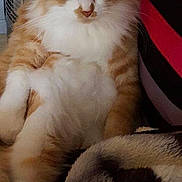 Garfield participe au concours pour gagner de l'argent avec cette photo :