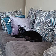Mama is registered to the contest to win money with this photo: black_cat, cat, couch, pillows, patterned_pillows, gray_couch, indoor, pet, relaxed, feline, home_interior, cozy, fur, resting, animal, living_room, domestic_cat, soft_texture, comfortable, looking
