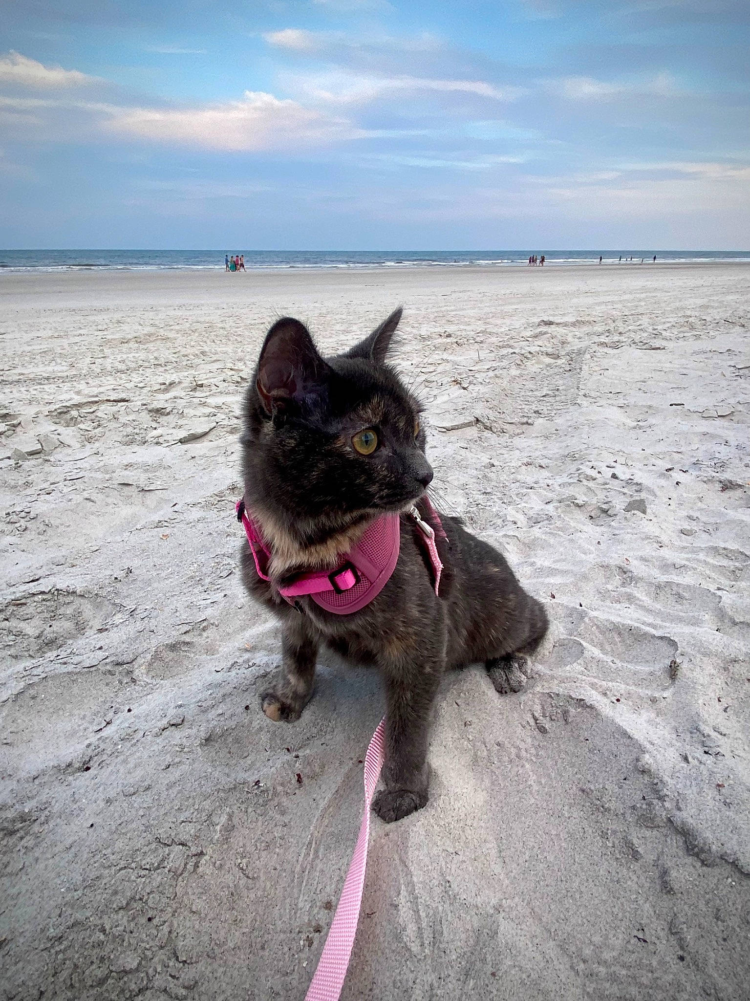 Luna joined the competition — help win amazing prizes! beach, carnivore, cloud, collar, dog, dog_breed, dog_collar, felidae, freezing, fun, horizon, leash, sky, small_to_medium_sized_cats, snout, sporting_group, tail, water, winter, working_animal