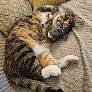 Treacle joined the competition — help win amazing prizes! animal, blanket, cat, cozy, cushion, cute, domestic_cat, feline, fur, indoor, lying_down, paw, pet, relaxed, resting, sleepy, striped, tabby, tail, whiskers