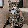Treacle is registered to the contest to win money with this photo: animal, carpet, cat, closeup, curious, cute, domestic, feline, fur, indoor, paws, pet, picture_frame, portrait, sitting, stairs, tabby, tongue, wall, whiskers